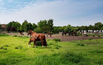 Horses with foals in a paddock in Luebars