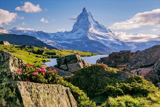 Blooming alpine roses above the Stellisee with the Matterhorn 4478m