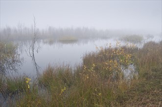 Moorland in the fog