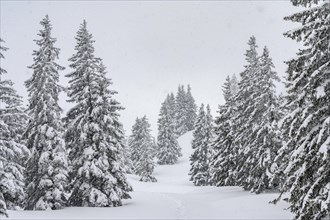 Snow-covered mountain forest during snowfall