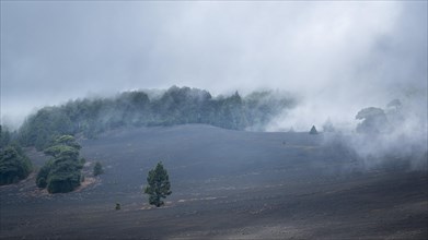 Fog drifts over forest landscape