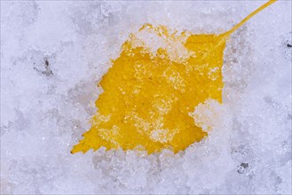 Autumn birch leaf on snow