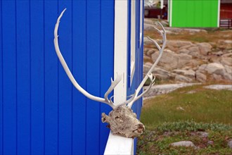 Dried head of a hunted reindeer on a house wall