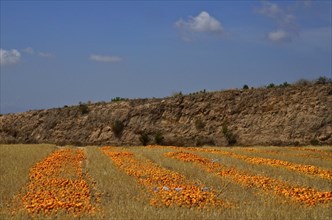 Rows with surplus Harvest of oranges in parched field
