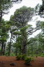 El Pinar pine forest