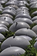 Salad covered with plastic caps