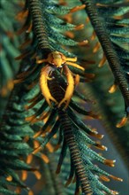Feather star jumping shrimp