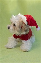 Bolonka Zwetna puppy wearing dog coat and Christmas hat
