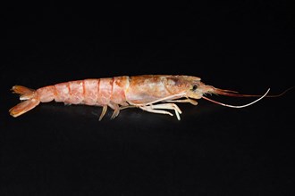 Raw Argentine red shrimp