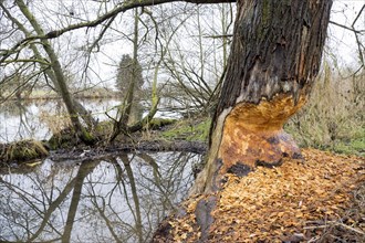 Beaver damage or gnaw marks on tree on the bank of the Fulda near Kassel