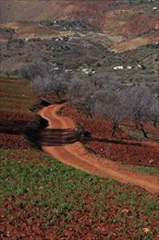 Winding path in red earth