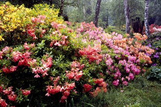 Rhododendron in the garden