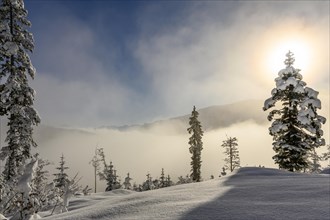 Backlit winter mountain forest