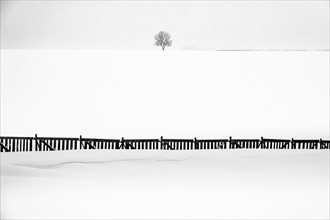 Single tree with snow fence in winter landscape
