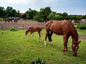 Horse with foal in a paddock in Luebars