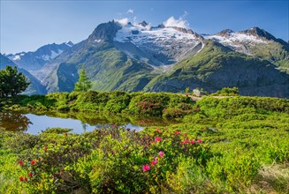 Small mountain lake with flowering alpine roses in front of the Aletschhorn 4193m