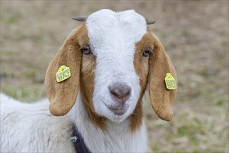 Boer domestic goat
