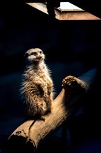 Meerkat under a heat lamp