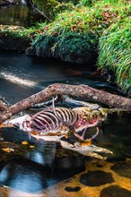 A dead stag of Roe Deer in the River Dart