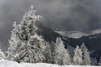 Snow-covered mountain landscape with trees in winter during snowfall