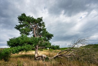 Pine tree in a barren landscape on the island of Hiddensee