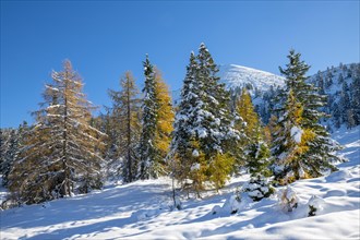 Mountain landscape in late autumn with snow with spruces and larches