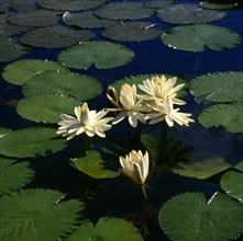 Tropical water lilies