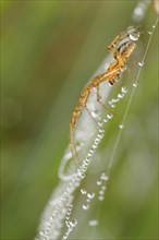 Canopy spider
