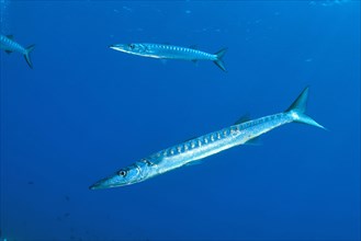 European barracuda