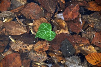 Lonely green bllatt in the shape of a heart floats between brown leaves