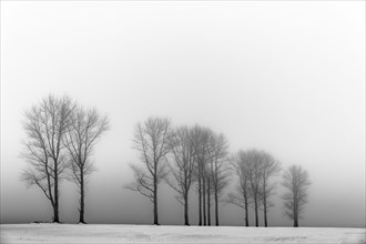 Trees in the fog in winter landscape