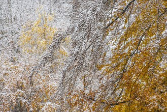 Autumn forest with first snow in the Harz mountains