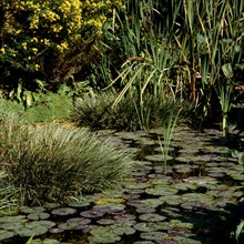 Garden pond with water lilies and cattails bulrush