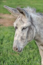 Portrait of a gray and white donkey in a meadow