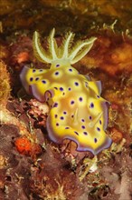 Nudibranch Magnificent star snail