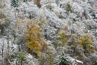 First snow on the autumnal slopes of the Bode Valley in the Harz Mountains