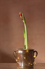 Blossoming Hippeastrum in a pot
