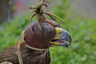 Head of golden eagle with bonnet in falconry