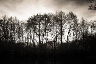 Silhouettes of trees in nature