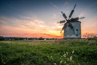 The Old Windmill of Tes at sunset with marguerites