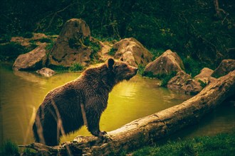 Bear in the zoo near Weilburg