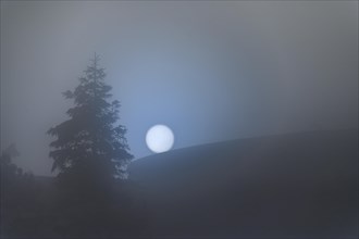 Winter spruce in backlight with fog