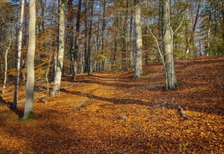Autumn leaves in the beech forest