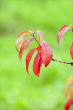 Red leaves of a peach tree