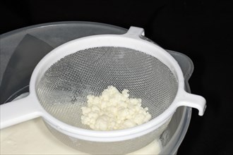 Kefir tubers lie in a plastic sieve after the kefir has been sieved