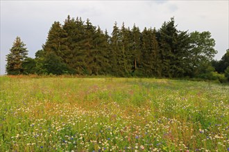 Flower meadow with cornflower