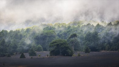Fog drifts over forest landscape