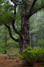 El Pinar pine forest