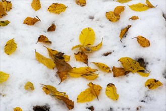 Autumn leaves in the first snow on the forest floor in the Harz Mountains