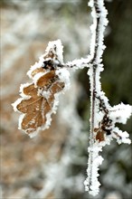 Oak leaf frozen in winter